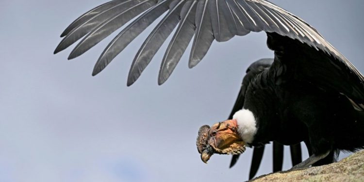 Columna de opinión / A patás con el cóndor