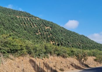 Alcalde de Llay Llay presenta recurso para que se exija Estudio de Impacto Ambiental a grandes plantaciones de monocultivos