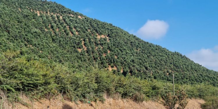 Alcalde de Llay Llay presenta recurso para que se exija Estudio de Impacto Ambiental a grandes plantaciones de monocultivos
