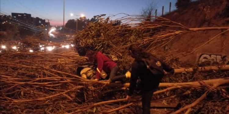 Viña del Mar: dejan árbol como barricada en el Troncal Urbano, a la altura de El Olivar