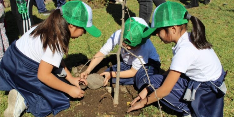 Iniciativa de arborización urbana más grande de Latinoamérica impulsada por la Municipalidad de Quillota ha plantado 45 mil árboles