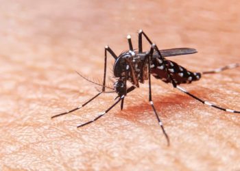 Mosquitos presentes en Rapa Nui no serían portadores de virus del dengue y la fiebre amarilla según estudio