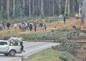 Ante falta de seguridad, Carabineros se retira de predio de forestal Arauco
