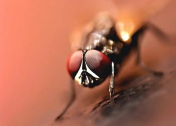 Estudian moscas autistas para entender los genes de riesgo del TEA