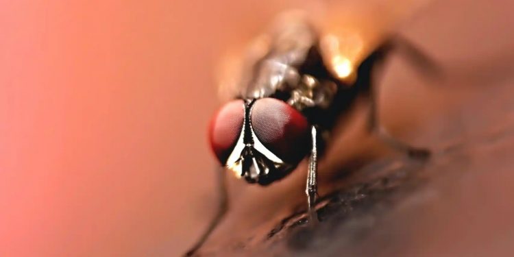 Estudian moscas autistas para entender los genes de riesgo del TEA