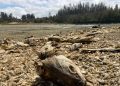 Esval reitera llamado al cuidado del agua en el «Día de la lucha contra la desertificación y sequía»