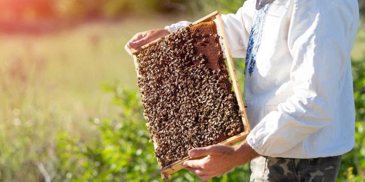 Investigadores porteños buscan crear sistema a nivel mundial que pronostique la producción de miel