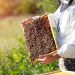 Investigadores porteños buscan crear sistema a nivel mundial que pronostique la producción de miel