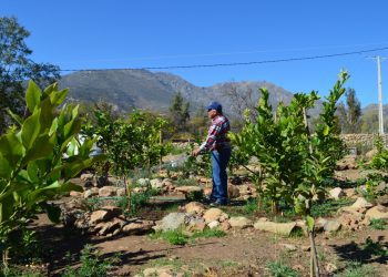 Familia de Colliguay instaló humedal depurador para la reutilización de aguas