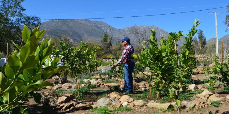 Familia de Colliguay instaló humedal depurador para la reutilización de aguas