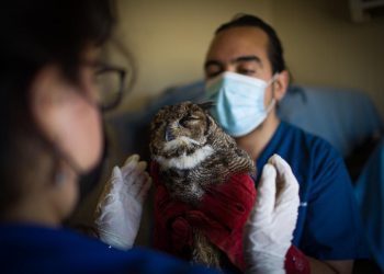 Abren inédito centro de atención clínica de  emergencia para fauna silvestre en Concón