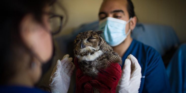 Abren inédito centro de atención clínica de emergencia para fauna silvestre en Concón