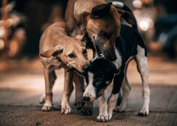 Opinión / Perros de la calle