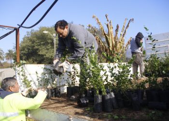 Proyecto más grande de Latinoamérica: “Quillota Respira” recibió donación de 6 mil árboles nativos y ya supera los 49 mil plantados