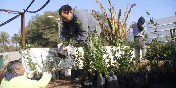 Proyecto más grande de Latinoamérica: “Quillota Respira” recibió donación de 6 mil árboles nativos y ya supera los 49 mil plantados