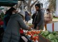 Por primera vez se cosechará tomate limachino en temporada de invierno