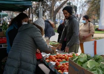 Por primera vez se cosechará tomate limachino en temporada de invierno