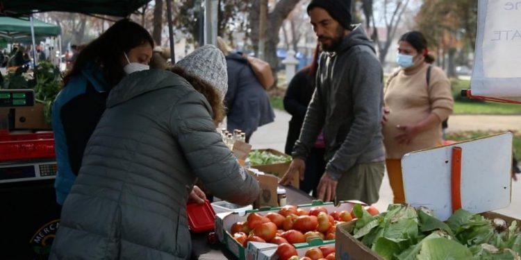 Por primera vez se cosechará tomate limachino en temporada de invierno