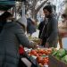Por primera vez se cosechará tomate limachino en temporada de invierno