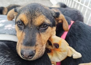 Quilpué tendrá una clínica móvil veterinaria: 119 millones de pesos se destinarán para concretar este proyecto