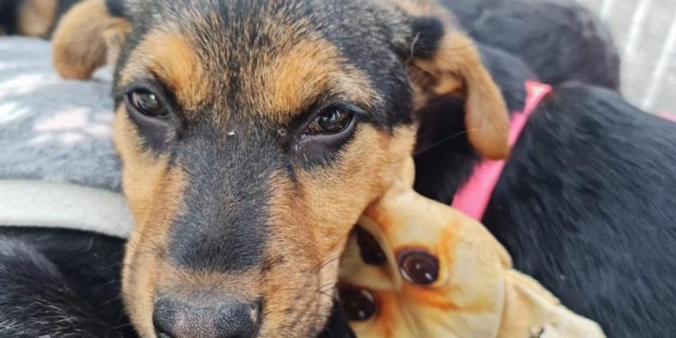 Quilpué tendrá una clínica móvil veterinaria: 119 millones de pesos se destinarán para concretar este proyecto