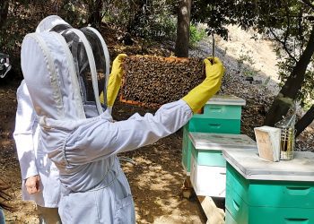 Estudian trasladar colmenas a la zona sur del país para reducir efectos de cambio climático y merma de la miel