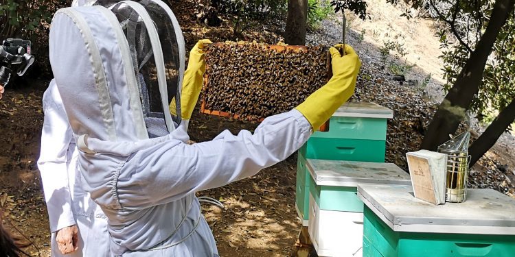 Estudian trasladar colmenas a la zona sur del país para reducir efectos de cambio climático y merma de la miel
