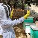 Estudian trasladar colmenas a la zona sur del país para reducir efectos de cambio climático y merma de la miel