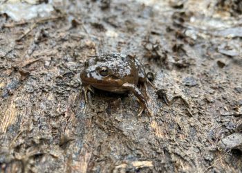 Encuentran rana chilena y pochas en humedal de Quilpué
