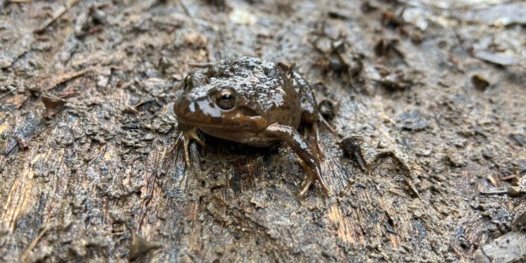 Encuentran rana chilena y pochas en humedal de Quilpué