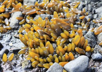 Investigadora de la Universidad de Playa Ancha dirigirá estudio de algas en la Antártica