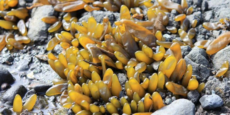 Investigadora de la Universidad de Playa Ancha dirigirá estudio de algas en la Antártica