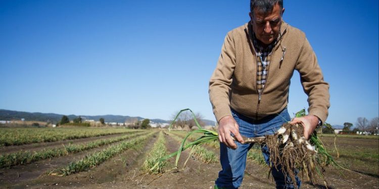 Gobierno decreta emergencia agrícola tras bajas temperaturas en diez regiones del país: la de Valparaíso es una de ellas