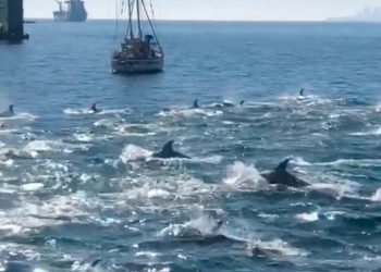 Opinión / Mamíferos marinos en la región de Valparaíso: nuevos avistamientos y su importancia en la investigación local