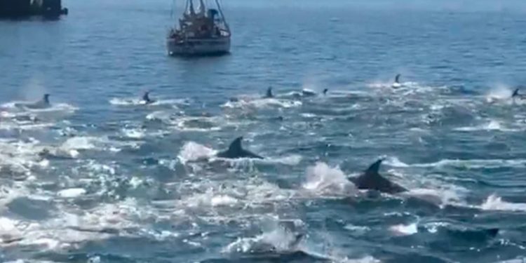 Opinión / Mamíferos marinos en la región de Valparaíso: nuevos avistamientos y su importancia en la investigación local