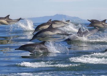 Manada de delfines pasa por la bahía de Valparaíso: usuarios de redes sociales captan a estos mamíferos saltando por la rada