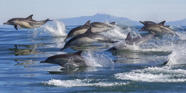 Manada de delfines pasa por la bahía de Valparaíso: usuarios de redes sociales captan a estos mamíferos saltando por la rada