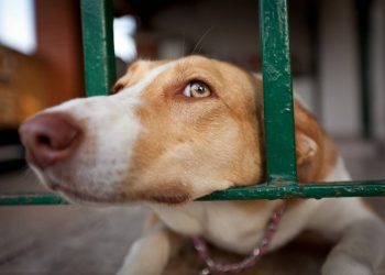 Gendarmes de Limache apadrinan refugio canino que actualmente acoge 52 animales