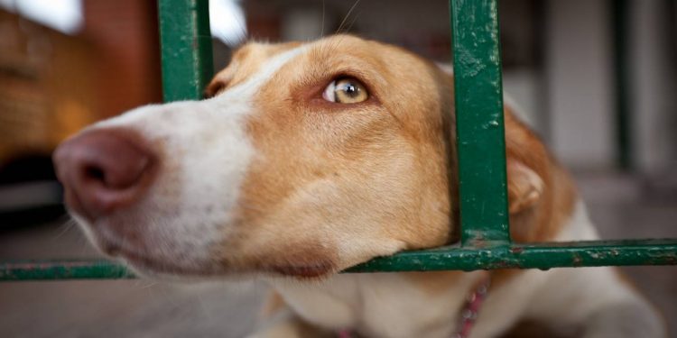 Gendarmes de Limache apadrinan refugio canino que actualmente acoge 52 animales