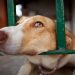 Gendarmes de Limache apadrinan refugio canino que actualmente acoge 52 animales
