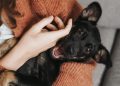 Cámara del Senado: proponen permiso laboral por muerte de mascotas