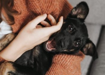 Cámara del Senado: proponen permiso laboral por muerte de mascotas