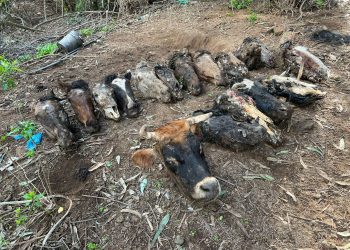 Macabro hallazgo en Quilpué: dan con restos de caballos y bovinos faenados en matadero clandestino