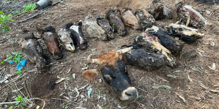 Macabro hallazgo en Quilpué: dan con restos de caballos y bovinos faenados en matadero clandestino