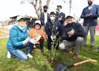 Quillota implementará el proyecto de arborización urbana más grande de Chile: habrá un árbol por cada habitante de la comuna