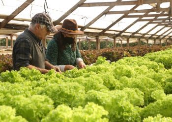 Agricultor de Limache desarrolla innovador cultivo hidropónico a causa de la crisis hídrica