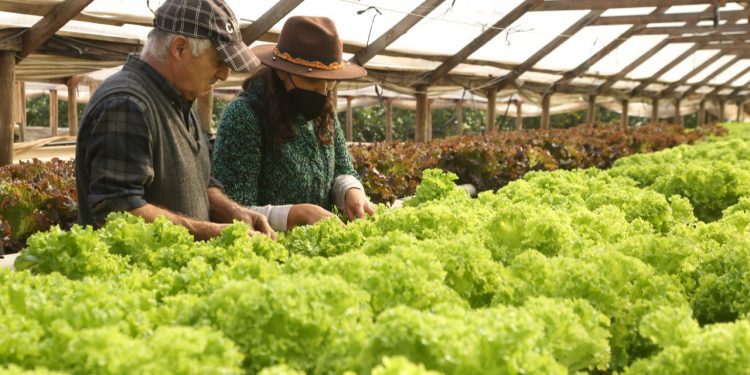 Agricultor de Limache desarrolla innovador cultivo hidropónico a causa de la crisis hídrica