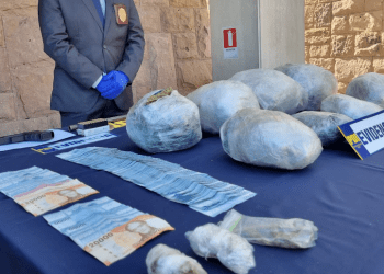 PDI Los Andes desarticula banda dedicada al cultivo y venta de cannabis