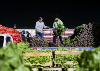 164 pequeños agricultores alcanzan ventas por 17.360 millones de pesos mediante convenio INDAP-Lo Valledor