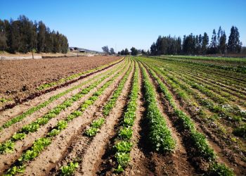Inauguran plan piloto para evaluar uso del agua desalada con fines agrícolas en Papudo